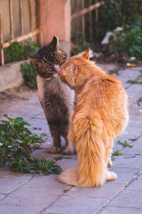 Free Two street cats affectionately nuzzling each other on an outdoor pavement. Stock Photo