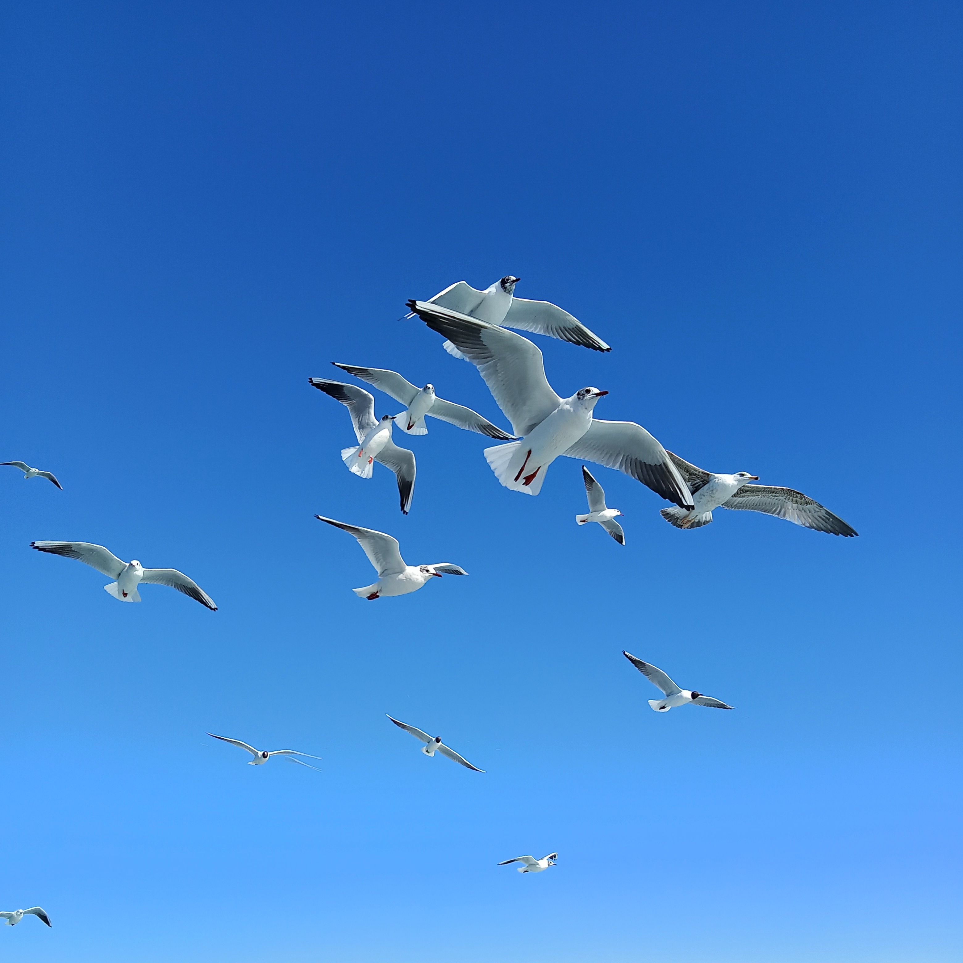 A flock of seagulls flying gracefully under a vibrant blue sky in Istanbul, Turkey.