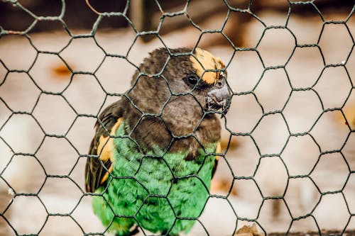 Green Yellow and Black Bird on Brown Metal Cage