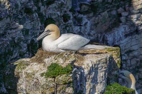 Free Close-up of a Northern Gannet nesting on Bempton Cliffs, showcasing wildlife in England. Stock Photo