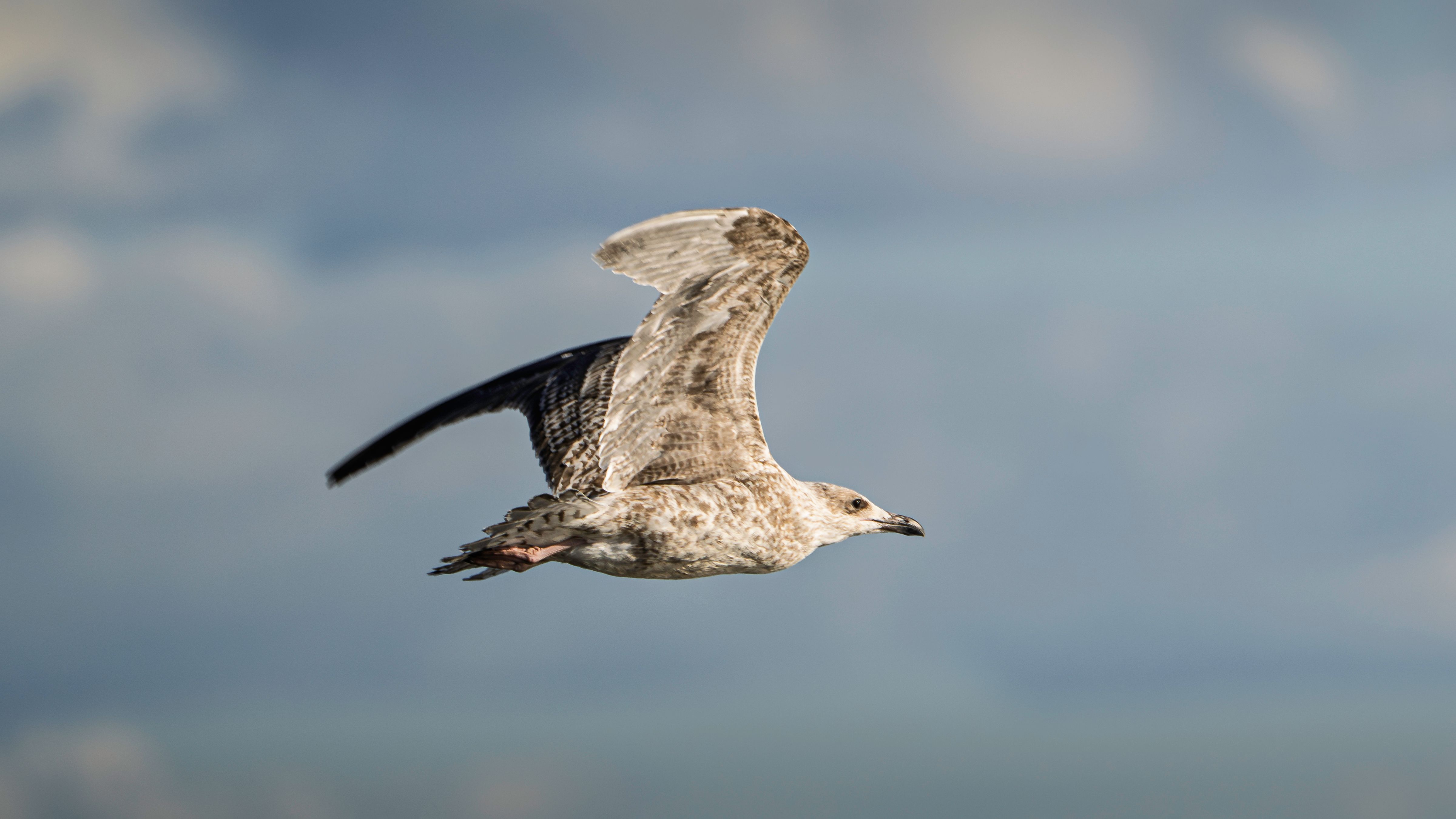 Seagull in flight with blue sky backdrop · Free Stock Photo
