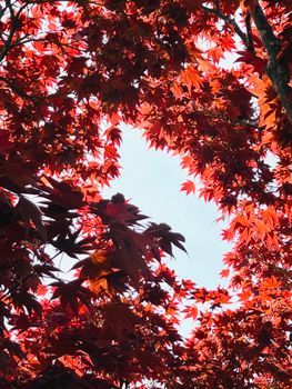 Captivating view of vibrant red maple leaves framing the sky in autumn.