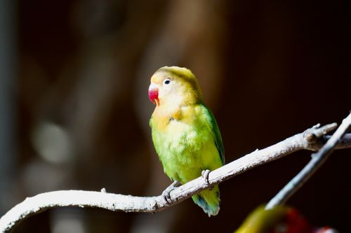 Free A colorful lovebird perched on a branch against a dark background, showcasing vibrant plumage. Stock Photo