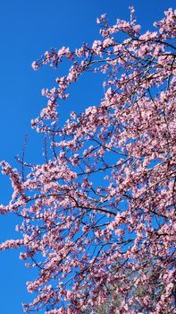 Beautiful cherry blossoms in full bloom set against a vibrant blue sky, symbolizing spring.