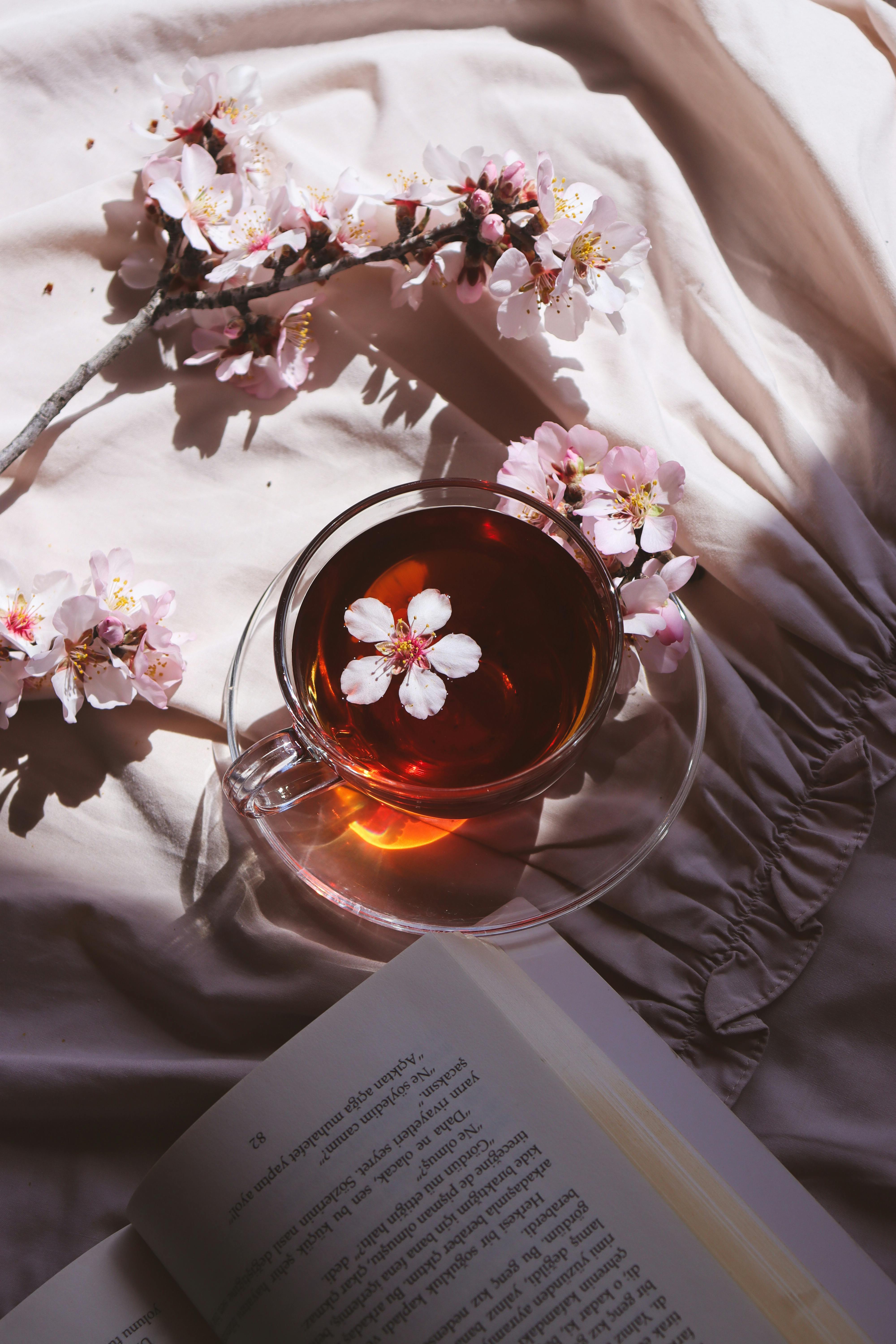 Paypoq va mushuk licker bekasi