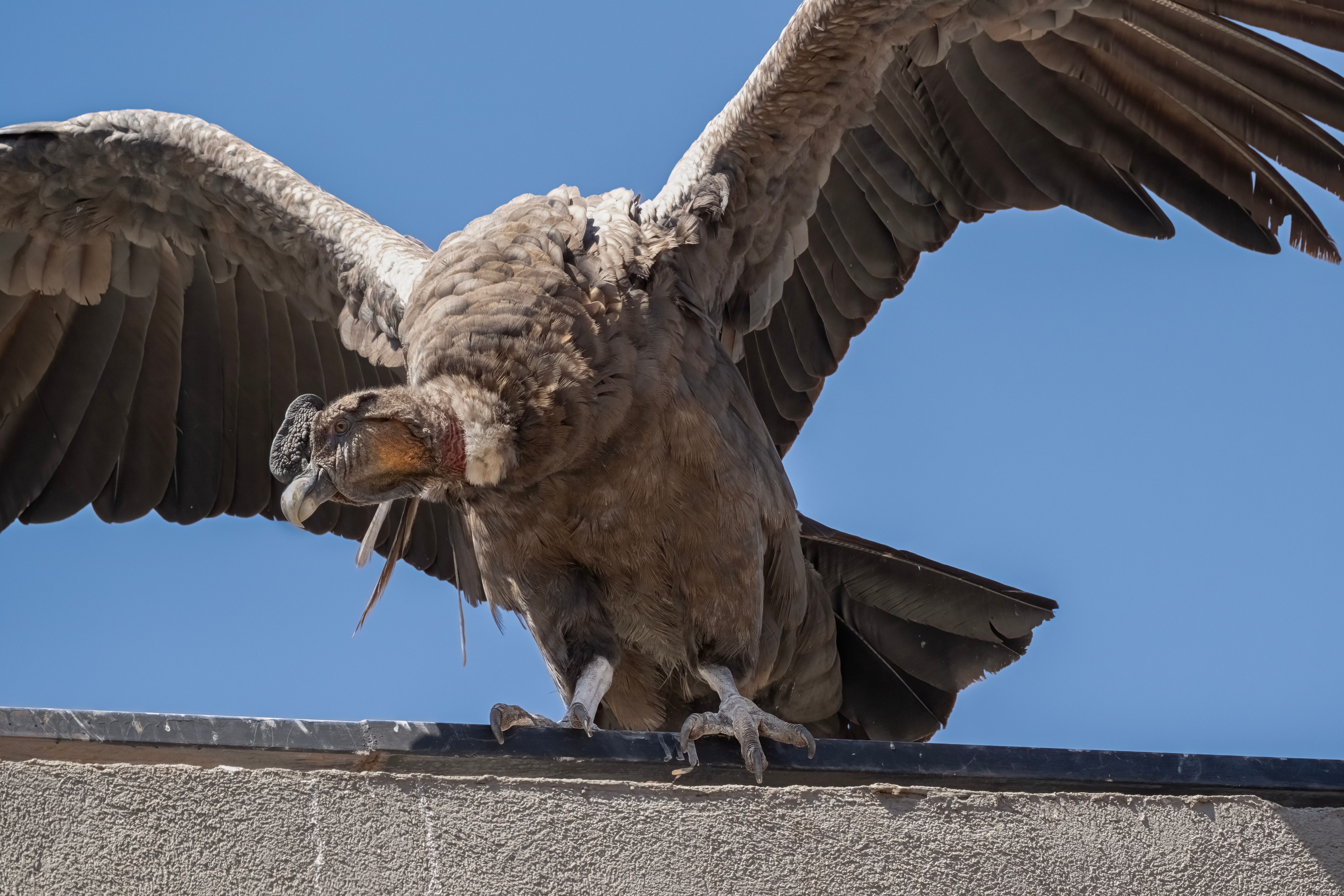 How big are Andean condors? - The Institute for Environmental Research ...