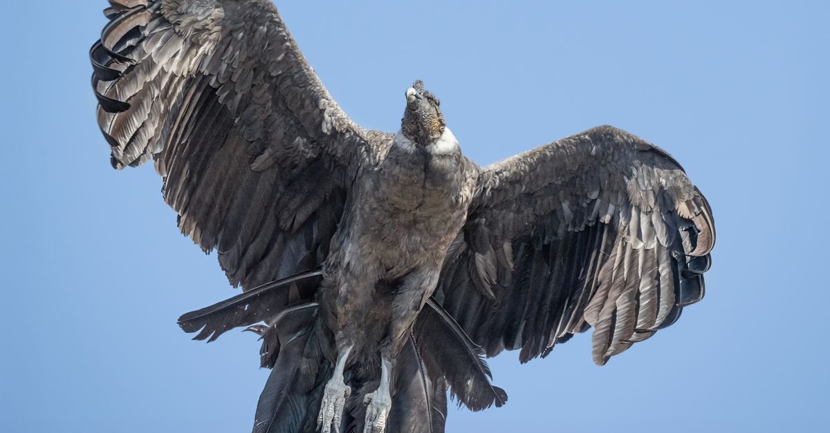 Condor Flying Back View Andean Condor in Flight Over Chilean Sky · Free Stock Photo
