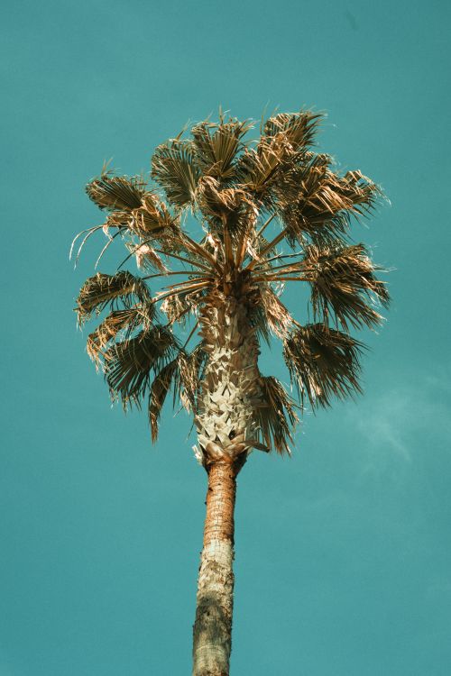 Free A solitary palm tree reaches skyward under a vivid blue sky in Antalya, Turkey, showcasing nature's elegance. Stock Photo