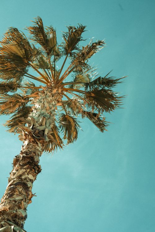 Free A striking view of a palm tree against a clear turquoise sky in Antalya, Türkiye. Stock Photo