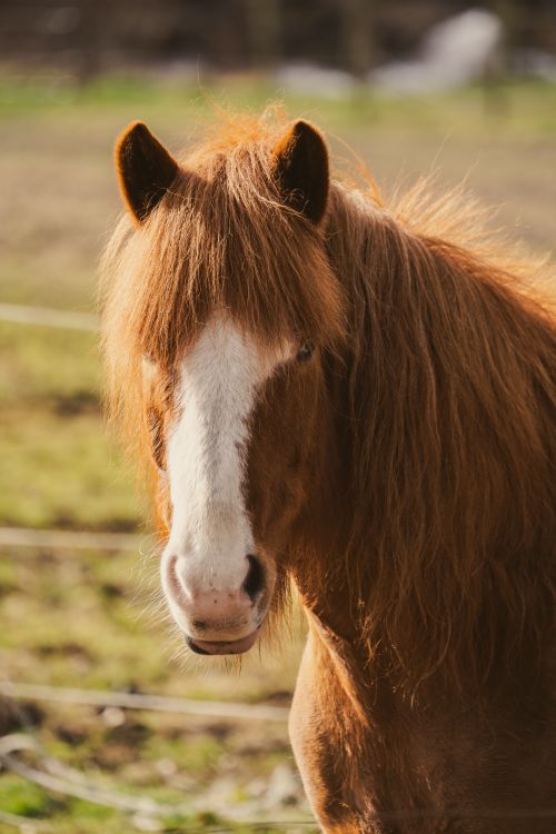 Free Close-up of a chestnut Icelandic horse with white blaze in a sunlit field. Stock Photo