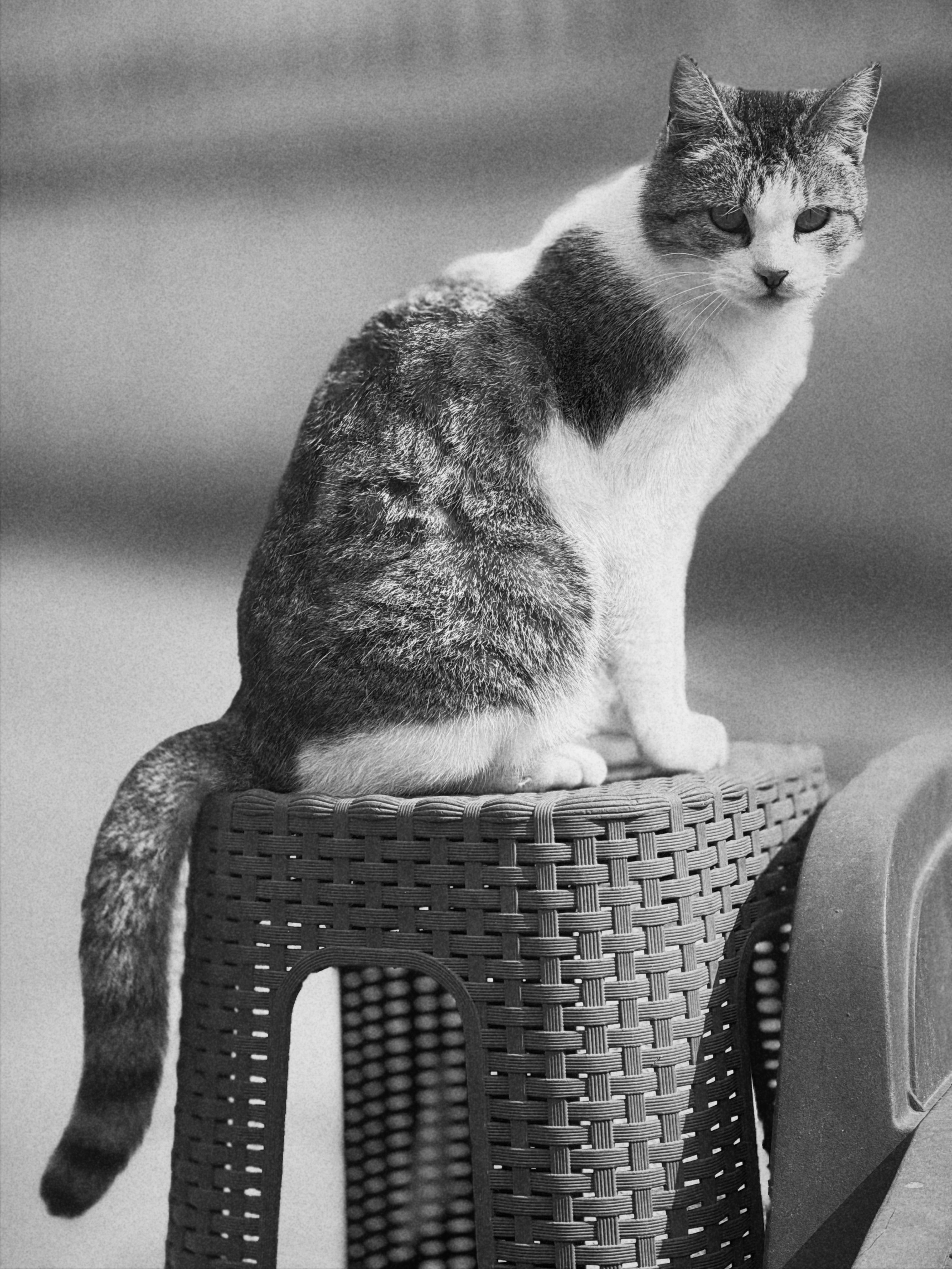 Black and White Portrait of a Cat on a Chair · Free Stock Photo