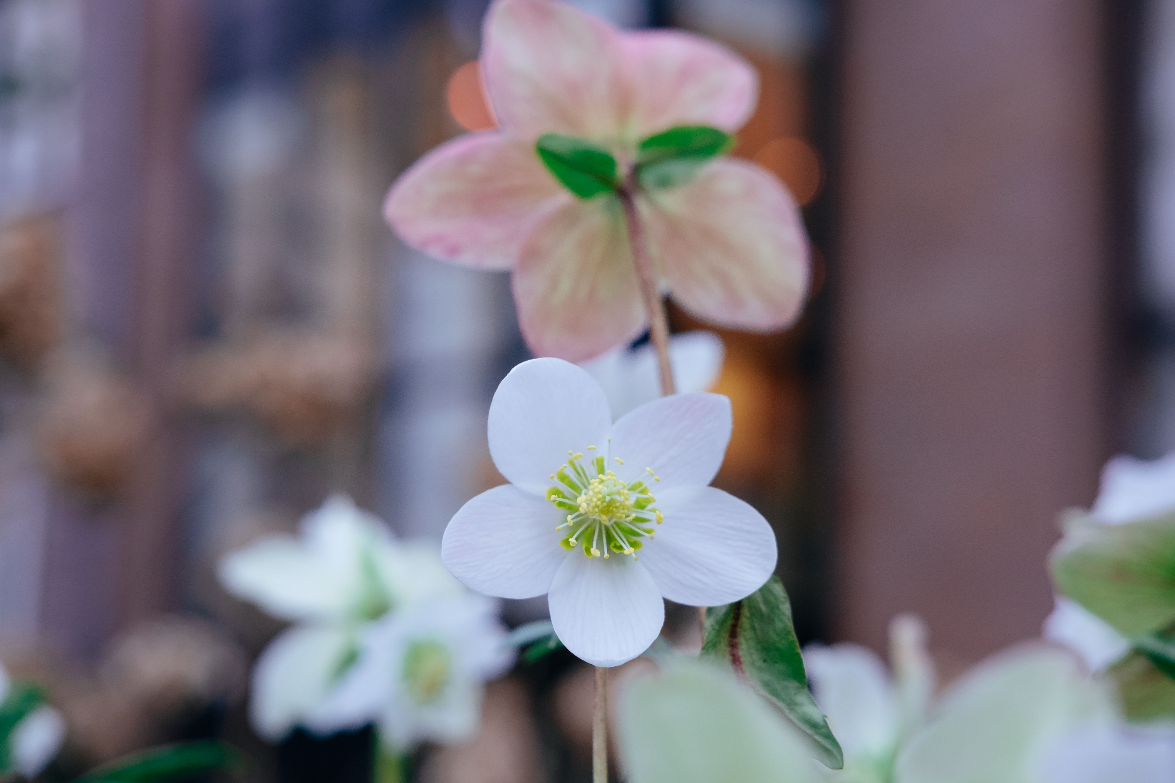 クリスマスローズ（Christmas Rose (Hellebore)）の花
