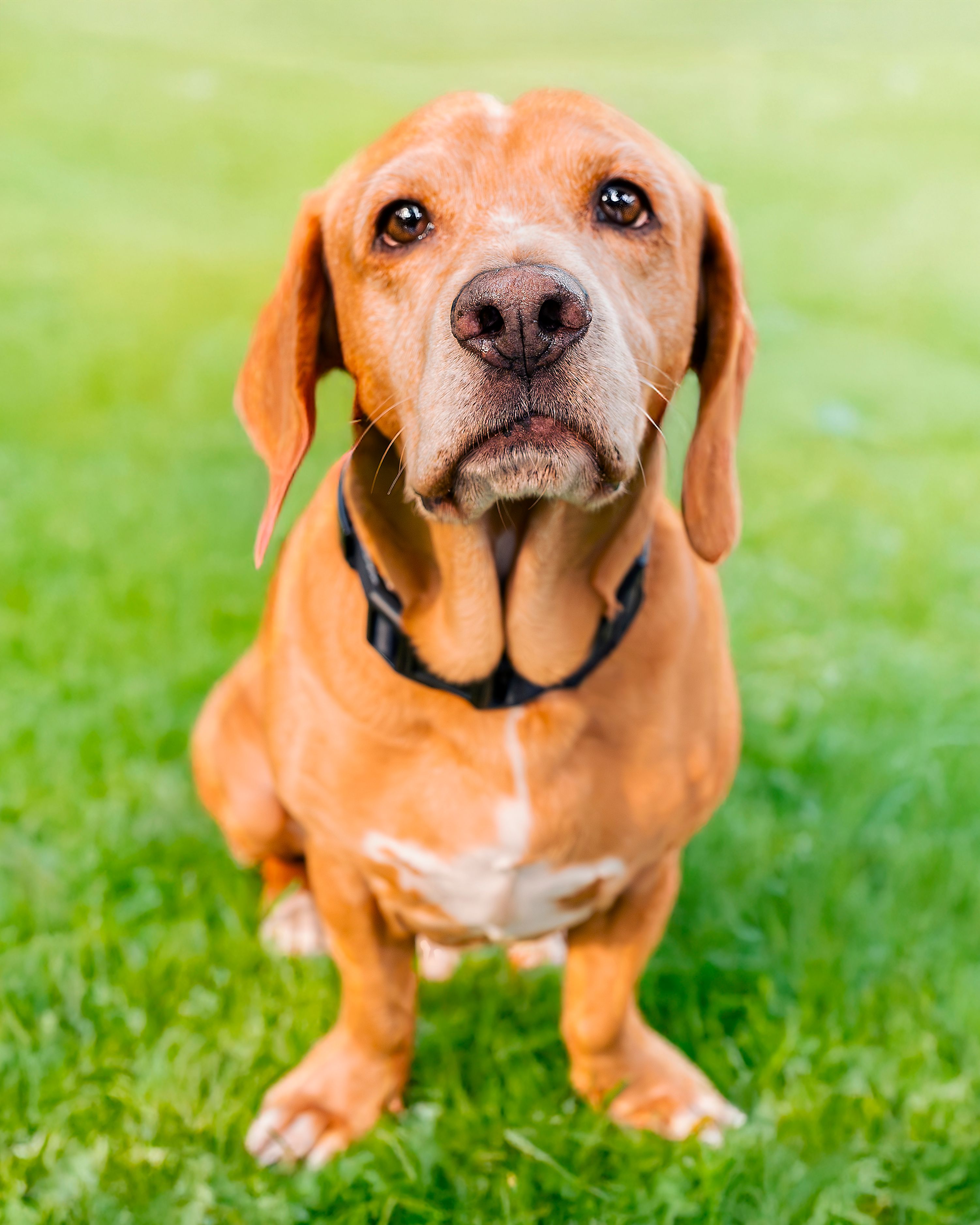 Gratis Yndig hund, der sidder på grønt græs i udendørs omgivelser uden identificerbare vartegn. Lagerfoto