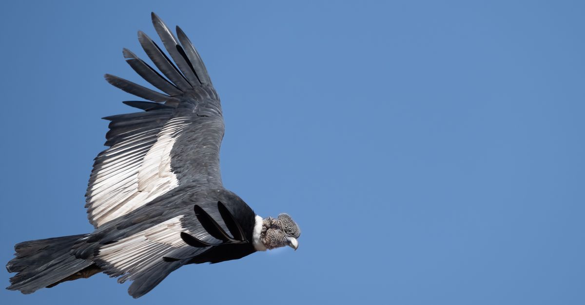 Condor Flying Back View Majestic Andean Condor Soaring in Blue Sky · Free Stock Photo