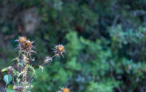 Free stock photo of beautiful flowers, beauty in nature, beauty of nature