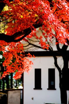 Bright red autumn leaves frame a traditional building facade.