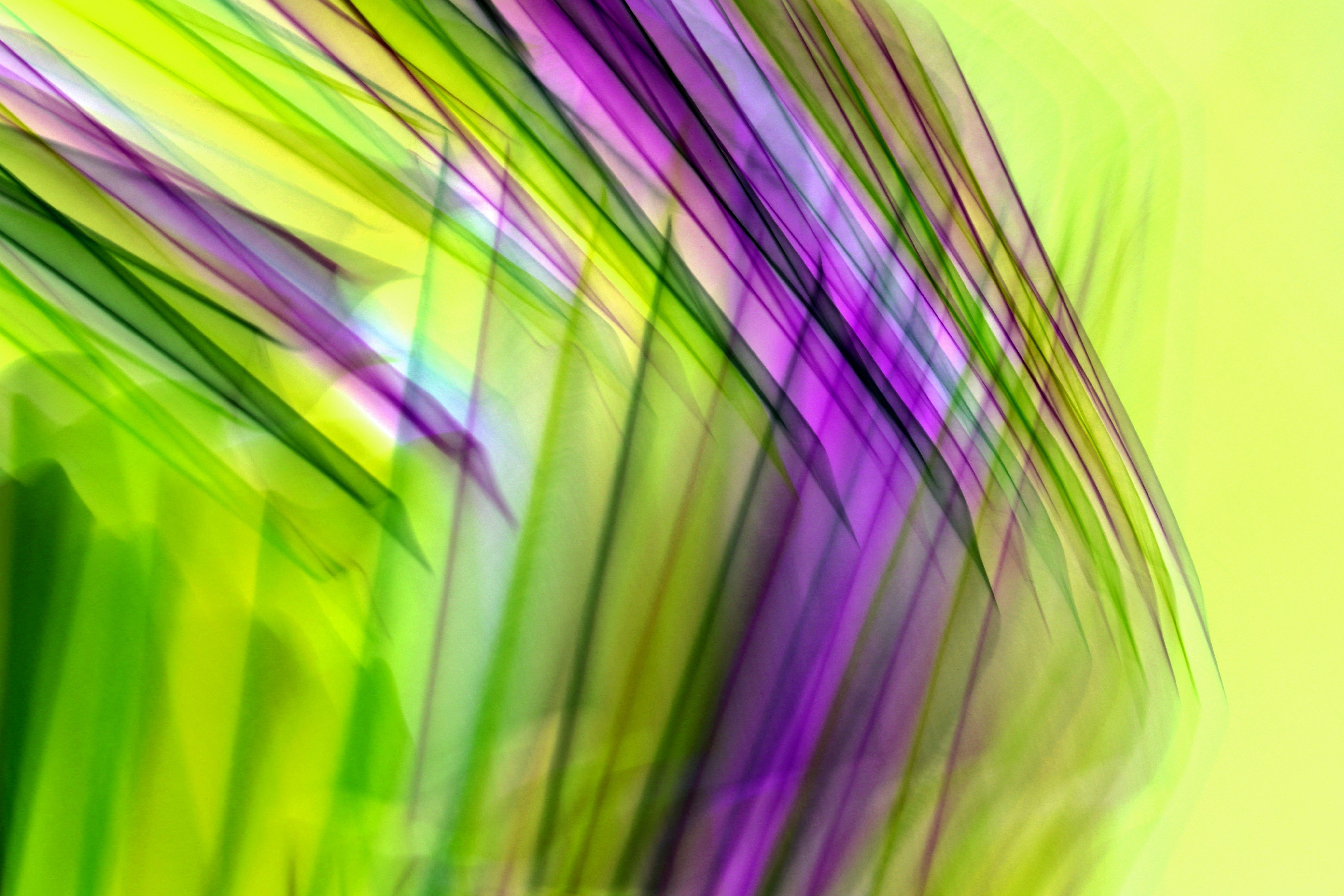 Vibrant Abstract Art with Green and Purple Waves · Free Stock Photo