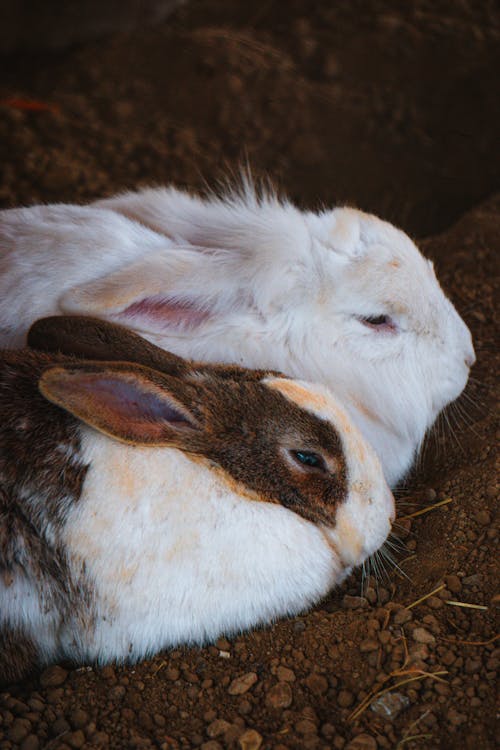 Close-up of Rabbit on Field · Free Stock Photo