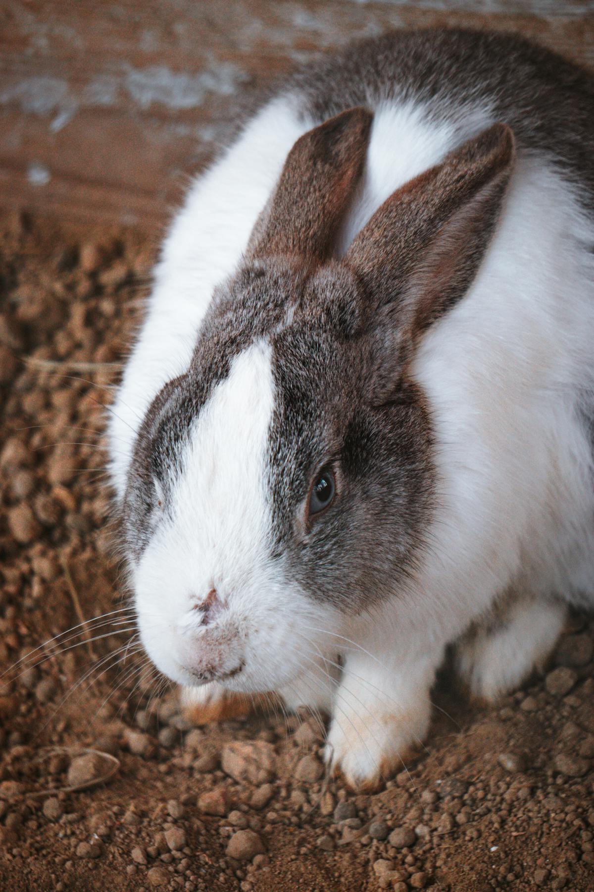 White Rabbit On Green Grass · Free Stock Photo