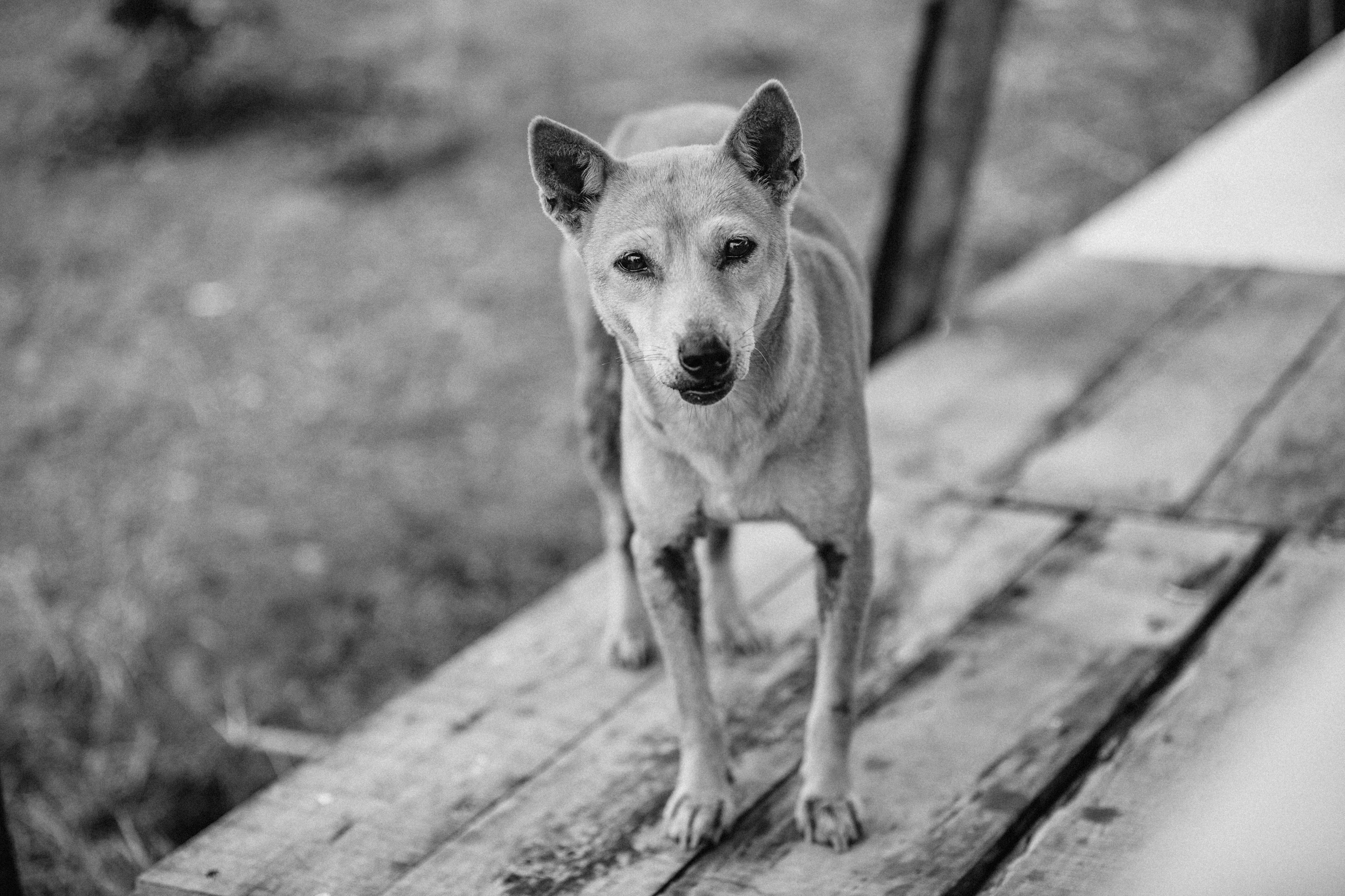 Portrait of a dog at a veterinary clinic