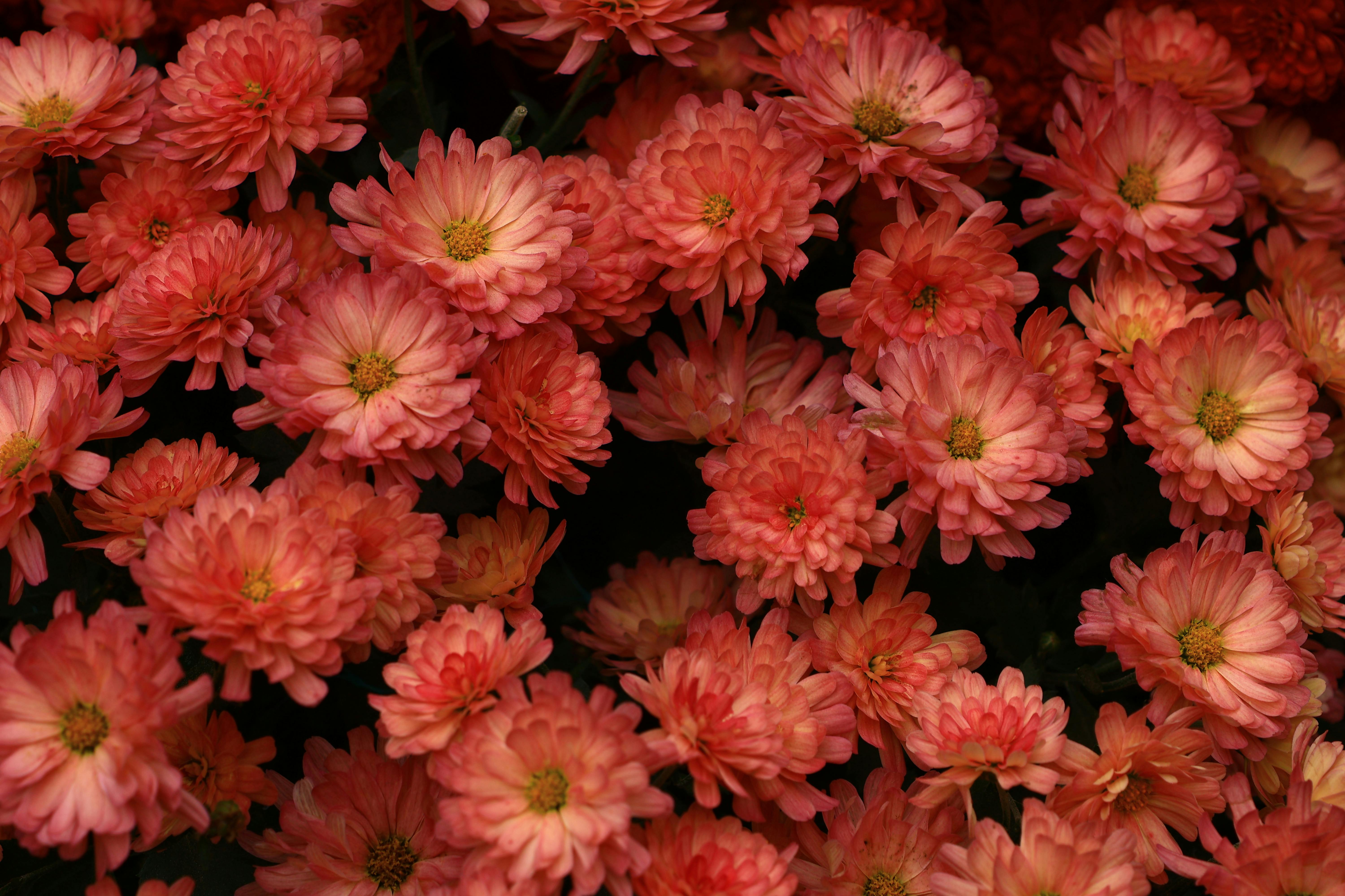 [ColoSach]-a-close-up-view-of-vibrant-pink-chrysanthemums-blossoming-beautifully.