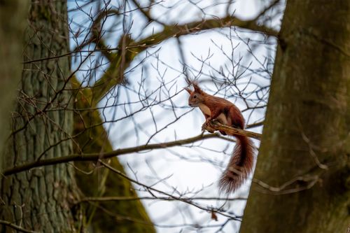 Free A red squirrel with a bushy tail sitting on a branch amidst bare tree limbs in a woodland setting. Stock Photo