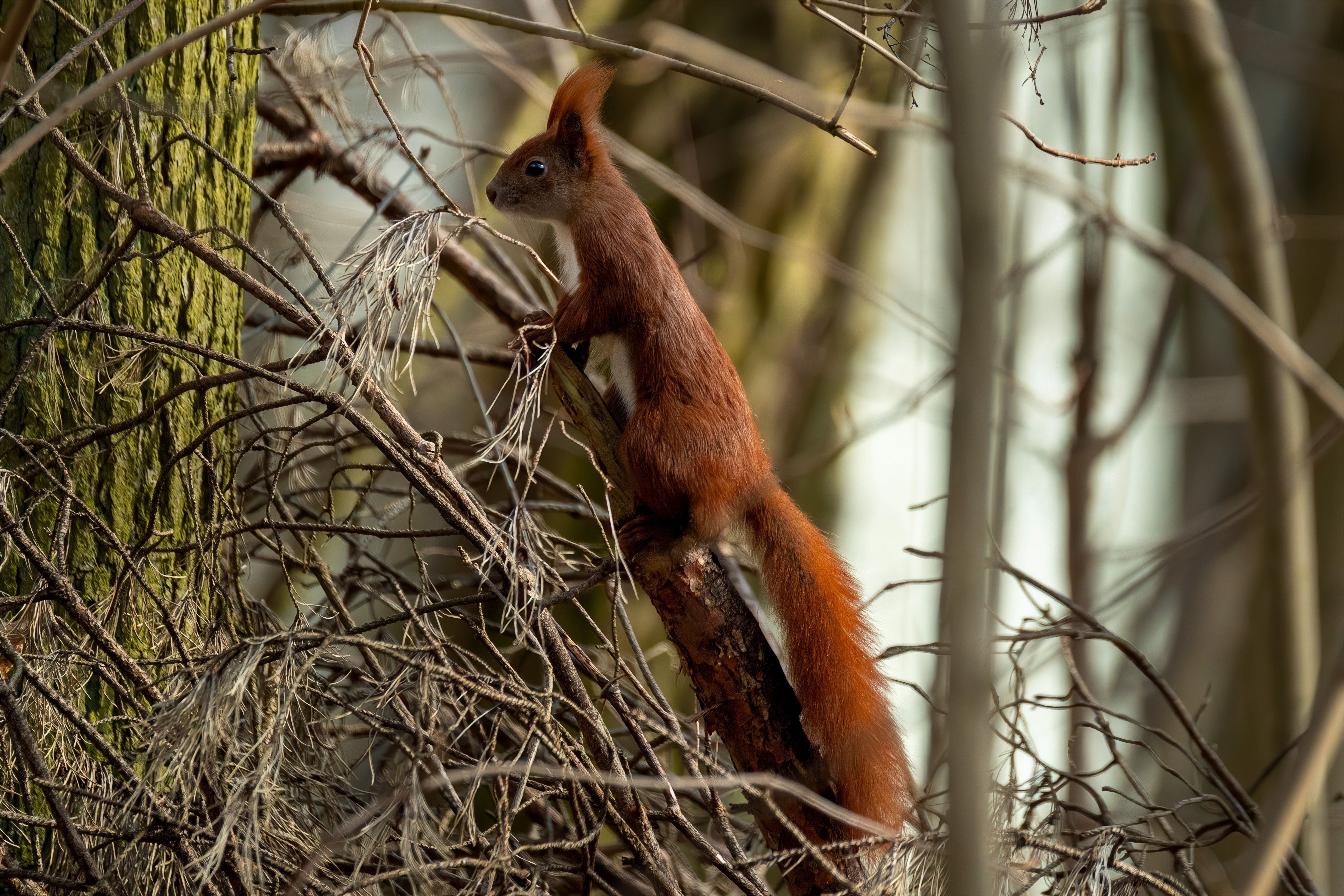 Why Choose Our Squirrel Control Services?