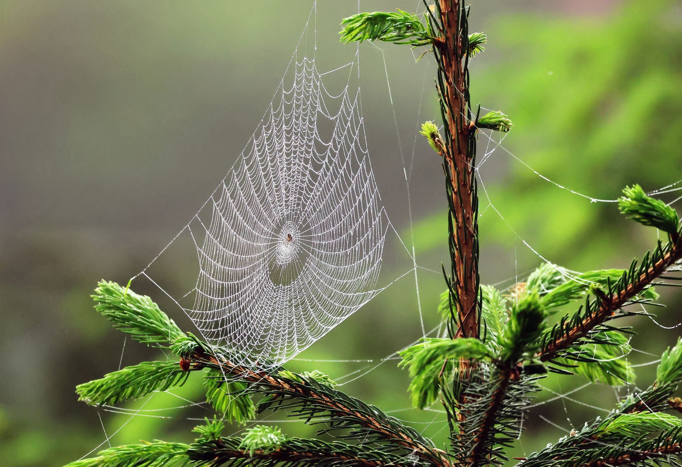 Intricate Spider Web on Evergreen Tree Branch · Free Stock Photo