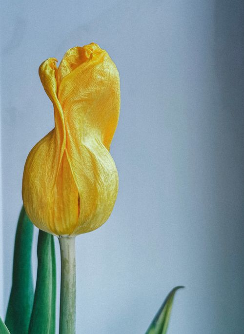 Free A detailed close-up of a single yellow tulip flower against a soft background. Stock Photo