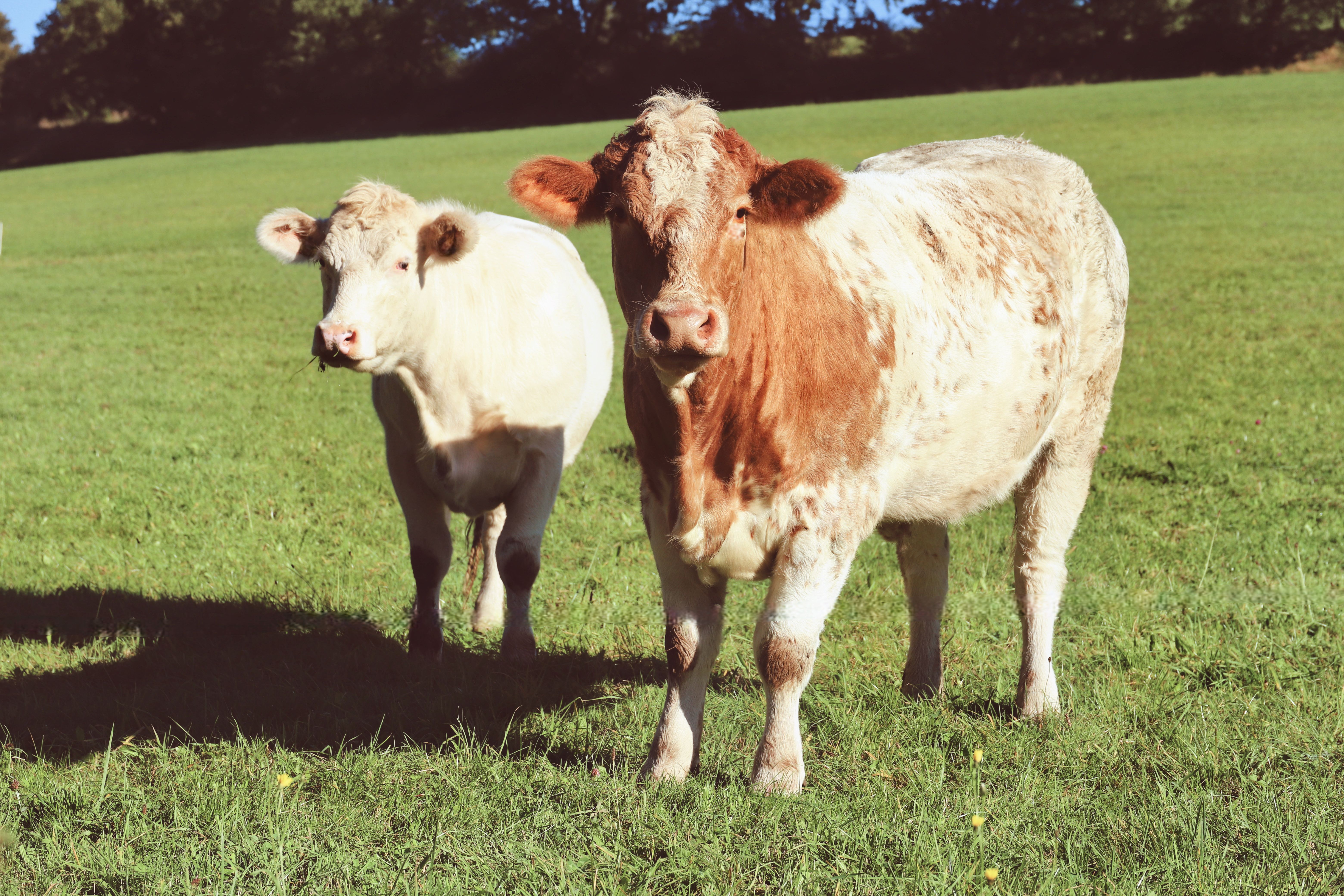 Bulk Milk Supply for Markets