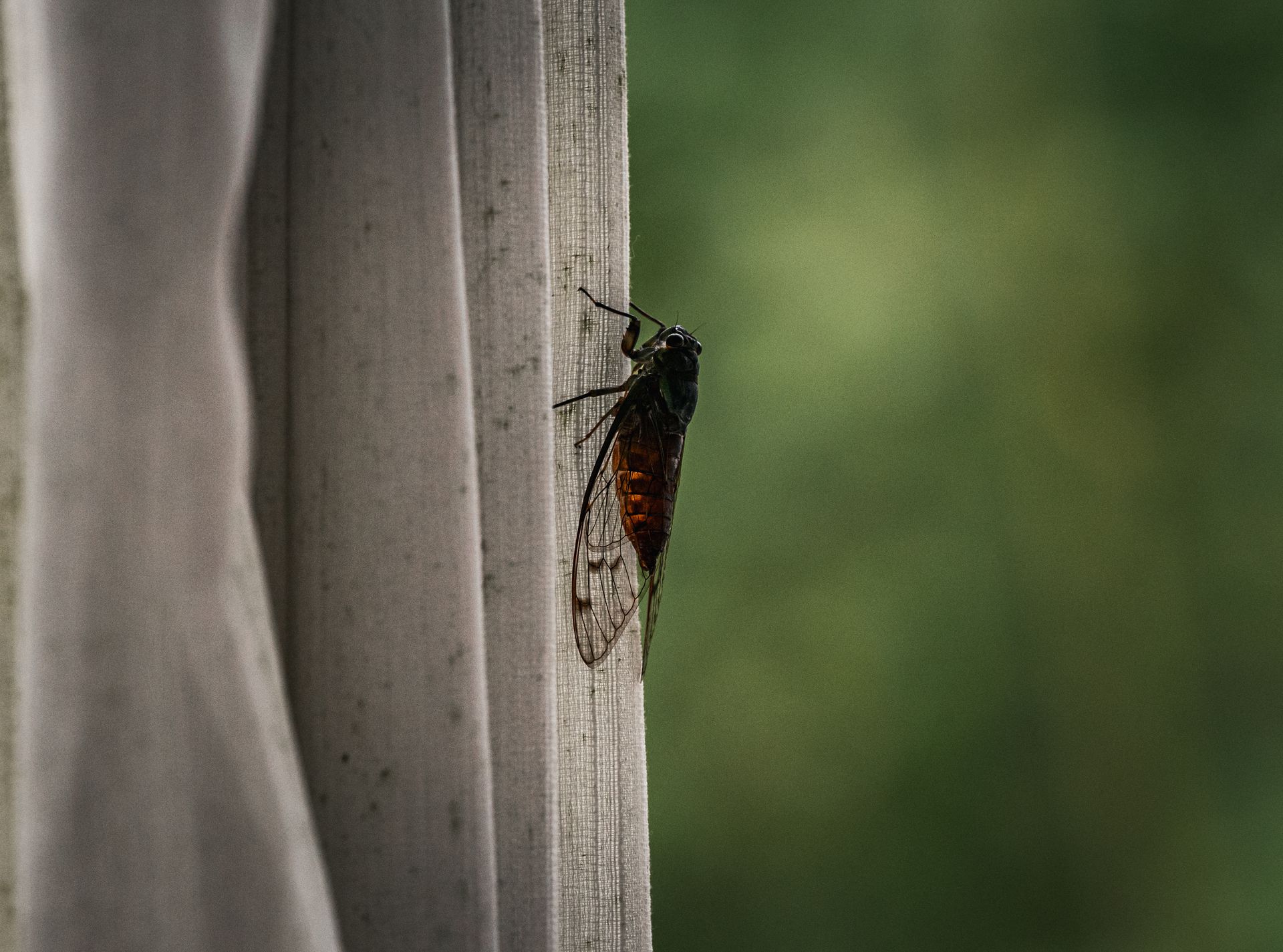 Detailed view of a cicada perched on wooden structure, showcasing nature's intricate beauty in Thailand.