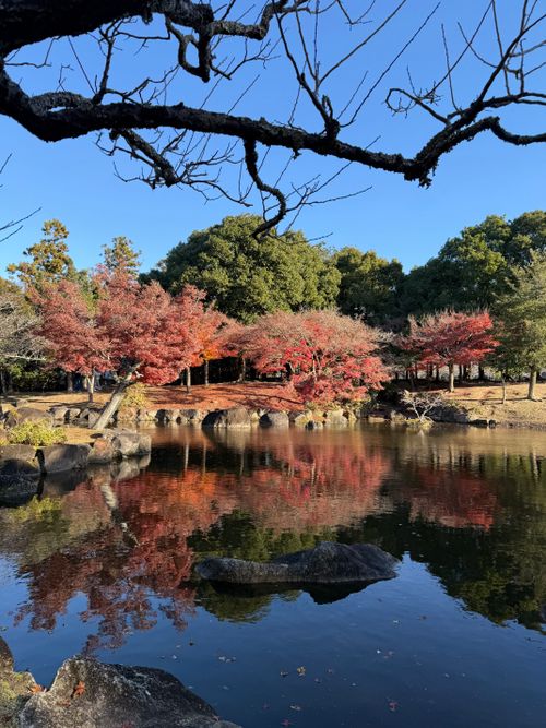 Free Stunning autumn colors reflected in the water at Nara Park, Japan. Stock Photo