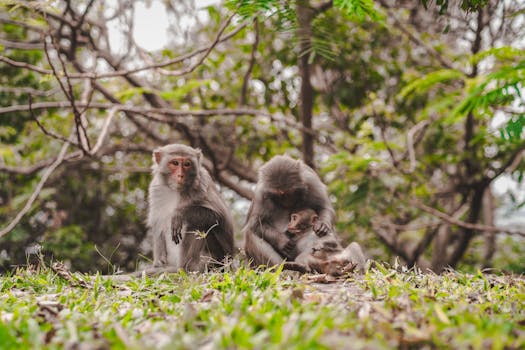 A family of monkeys interacting affectionately in a lush forest setting during the day.