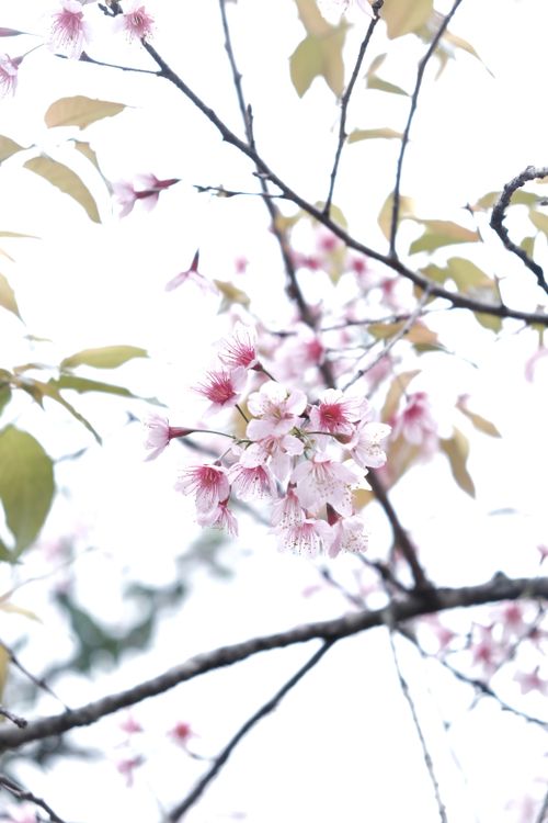 Free Soft-focus image of cherry blossoms on tree branches conveying the essence of spring. Stock Photo