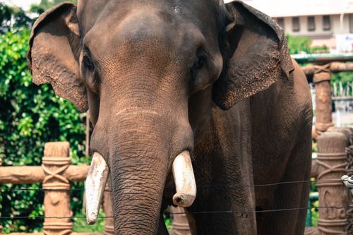 Free Detailed shot of an Asian elephant with tusks, standing in an outdoor enclosure. Stock Photo