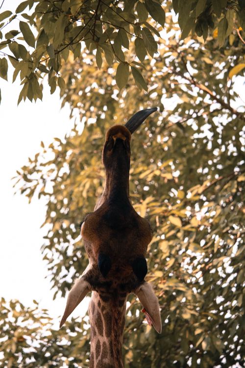 Free A majestic giraffe stretching its neck to feed on leaves in a sunlit forest. Stock Photo