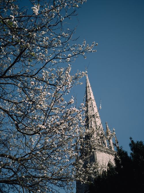 Free Tall church spire with blooming cherry blossoms against clear blue sky in spring. Stock Photo