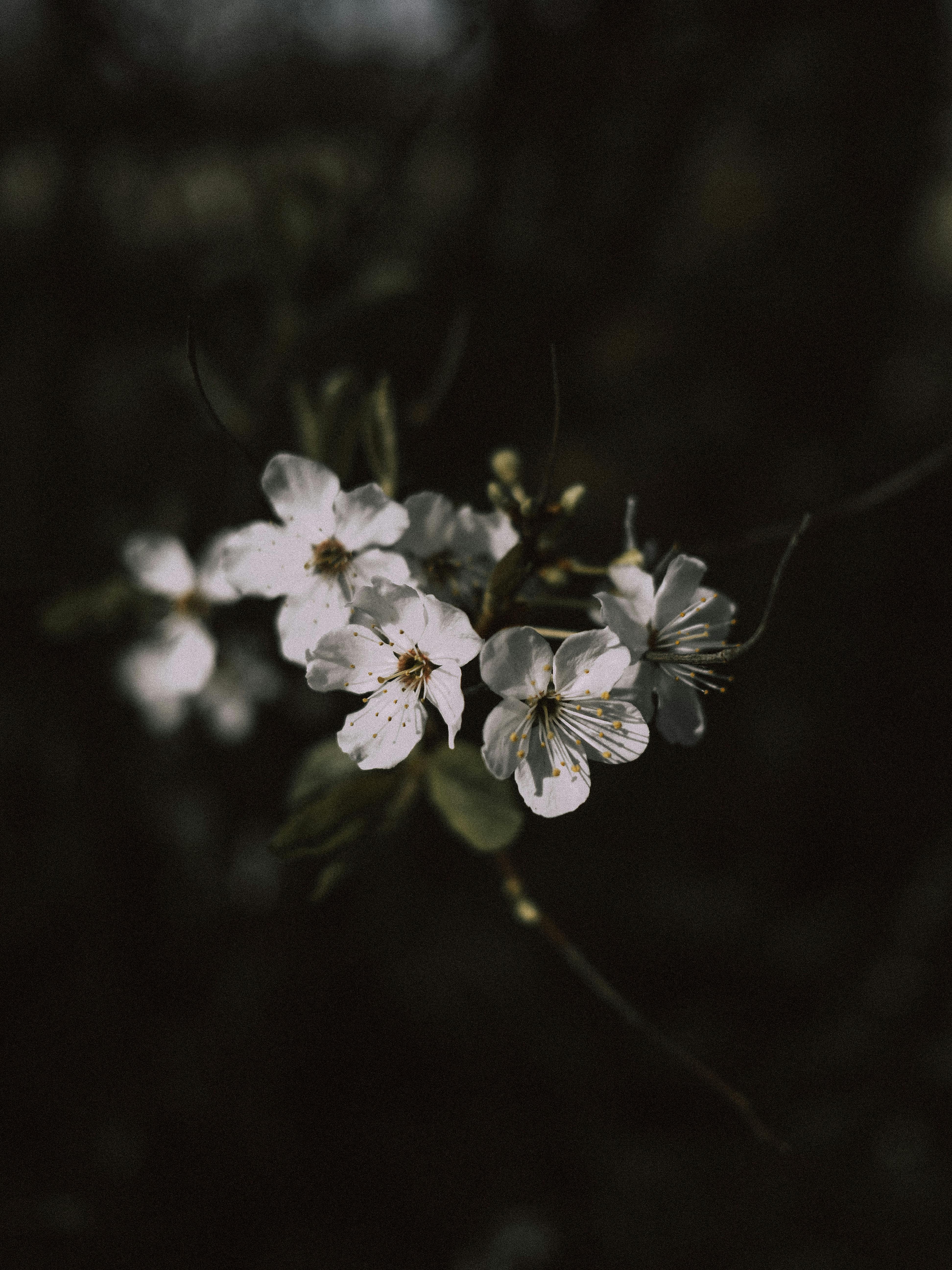 A dark, moody close-up of cherry blossoms highlighting their delicate white petals in spring.