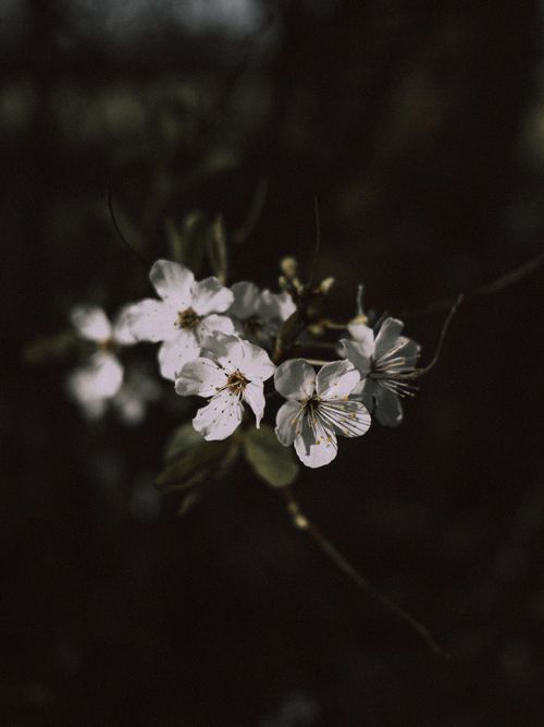 Free A dark, moody close-up of cherry blossoms highlighting their delicate white petals in spring. Stock Photo