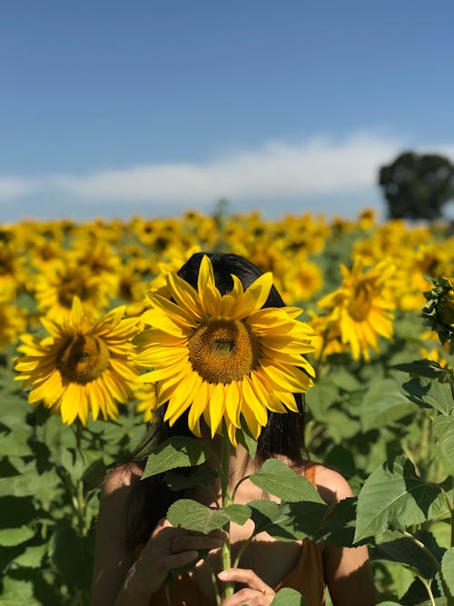 Free Photo Of Person Holding Sunflower Stock Photo