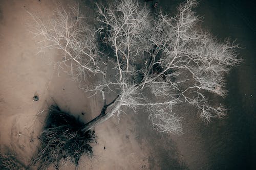 Aerial Photography of a Tree