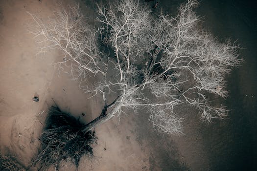 A stark aerial composition of a solitary leafless tree against a dry, barren landscape.
