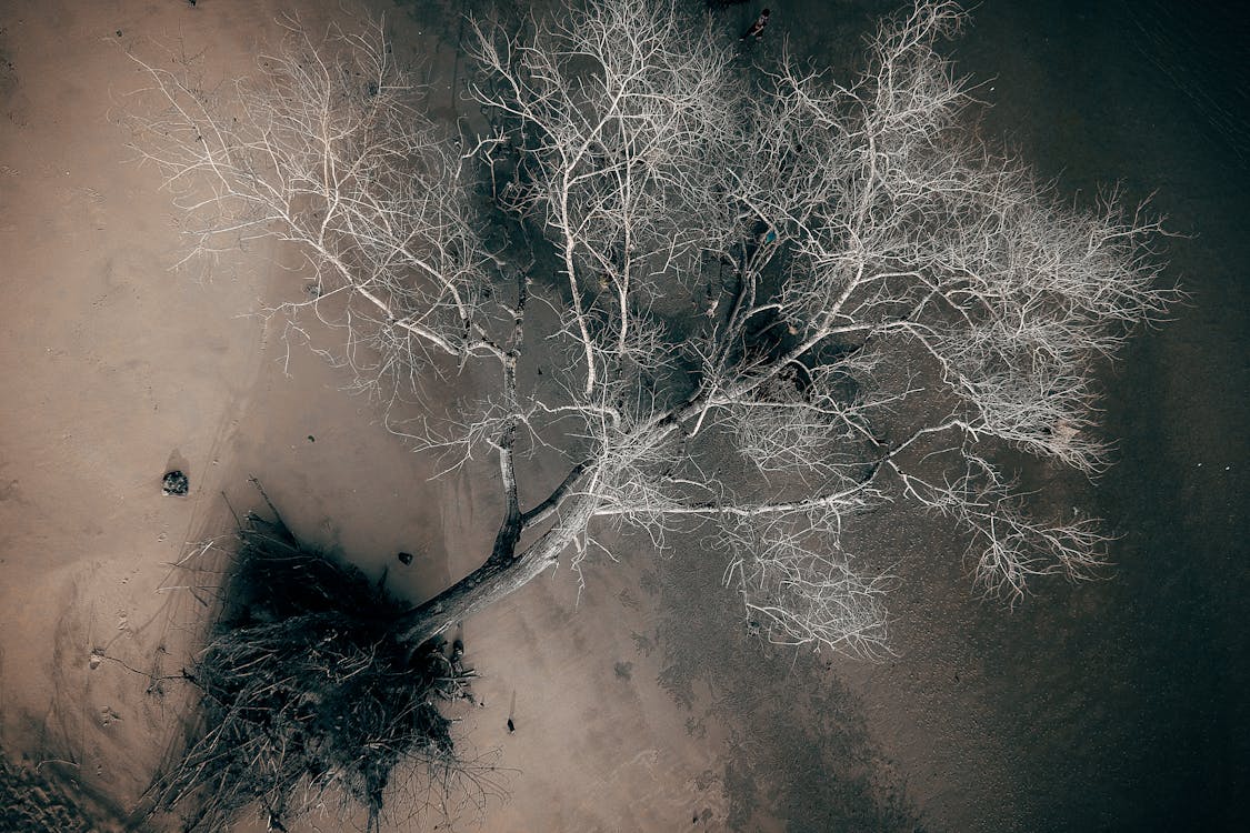 Aerial Photography of a Tree