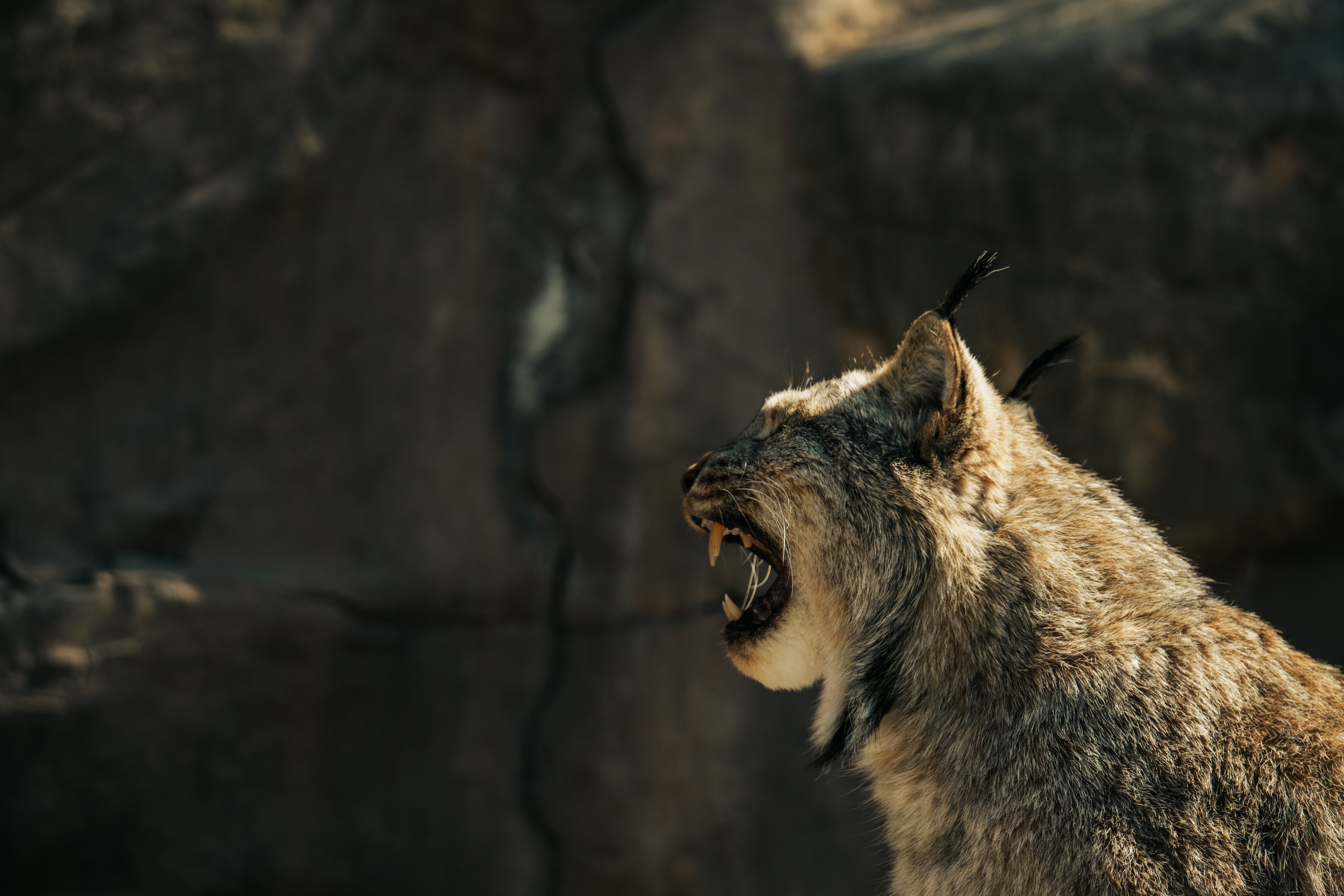 A stunning lynx roaring in its natural habitat, showcasing wild beauty and power.