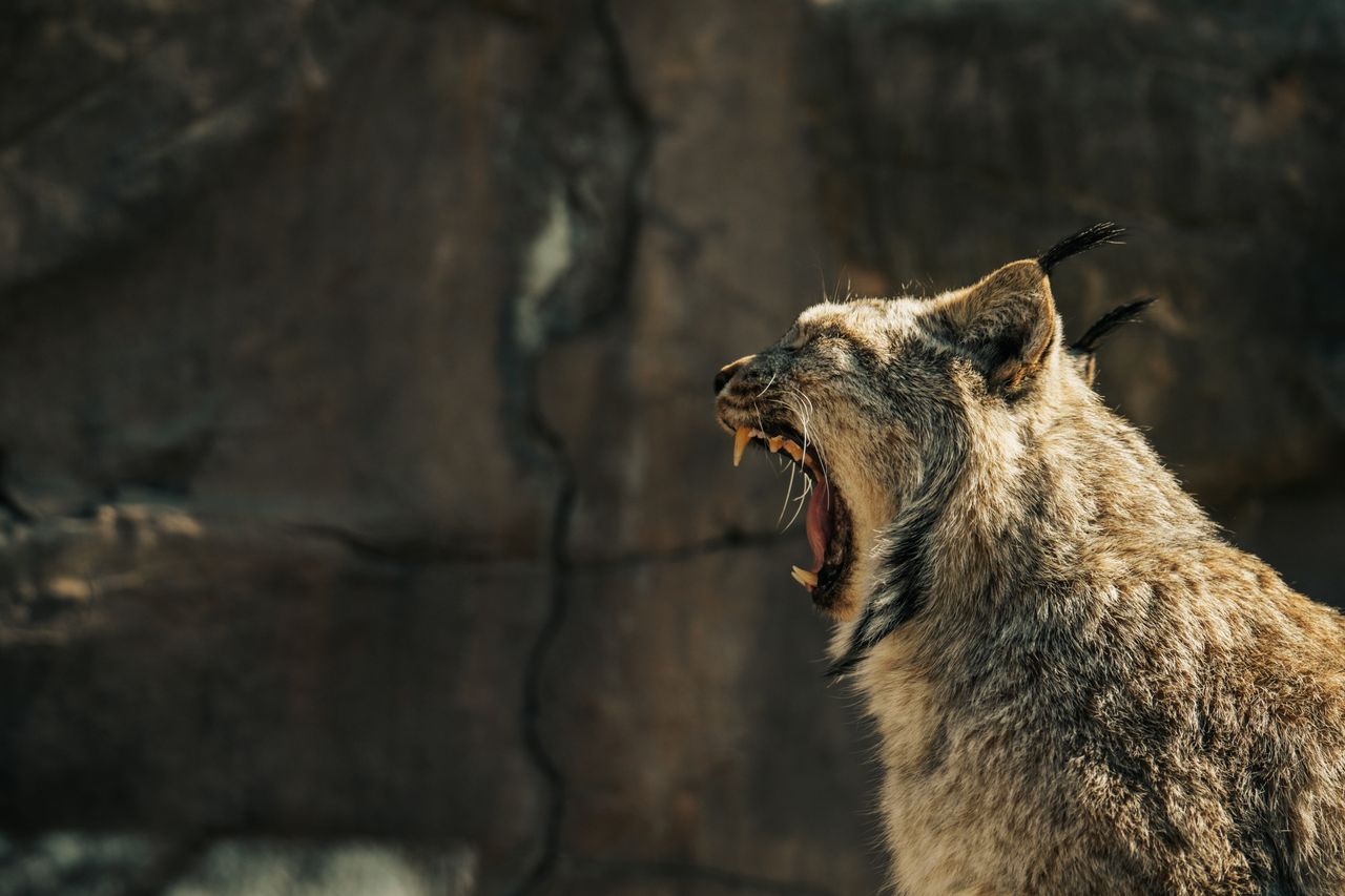 a wild lynx yawns against a rocky background showcasing its sharp teet