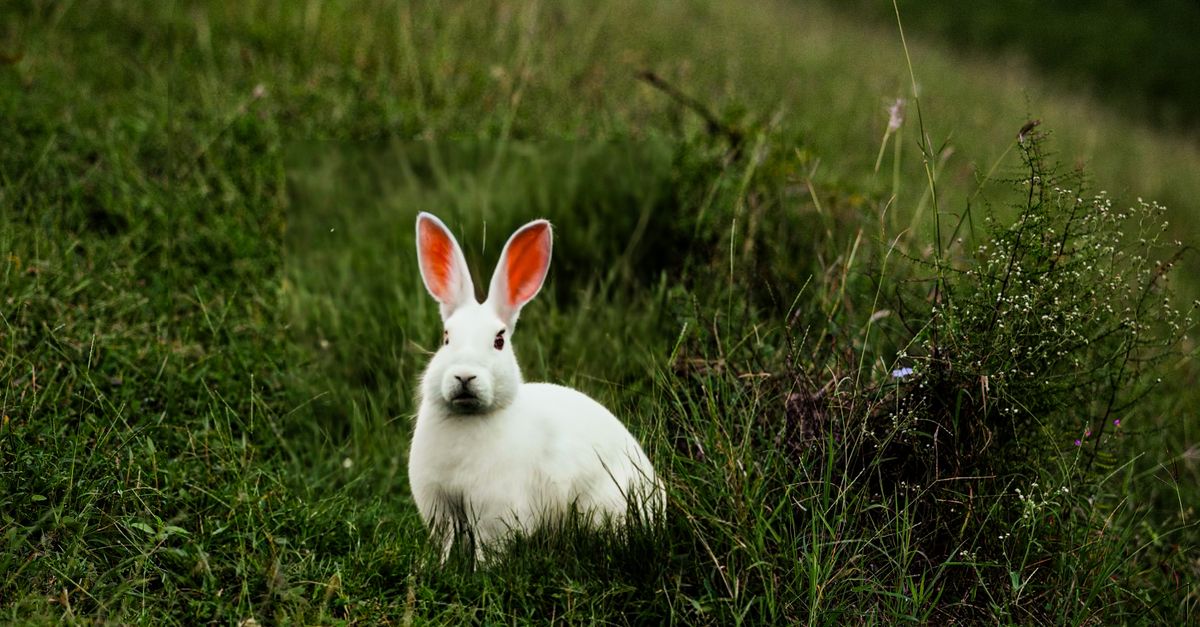 White Rabbit in Green Grass Field Outdoors · Free Stock Photo
