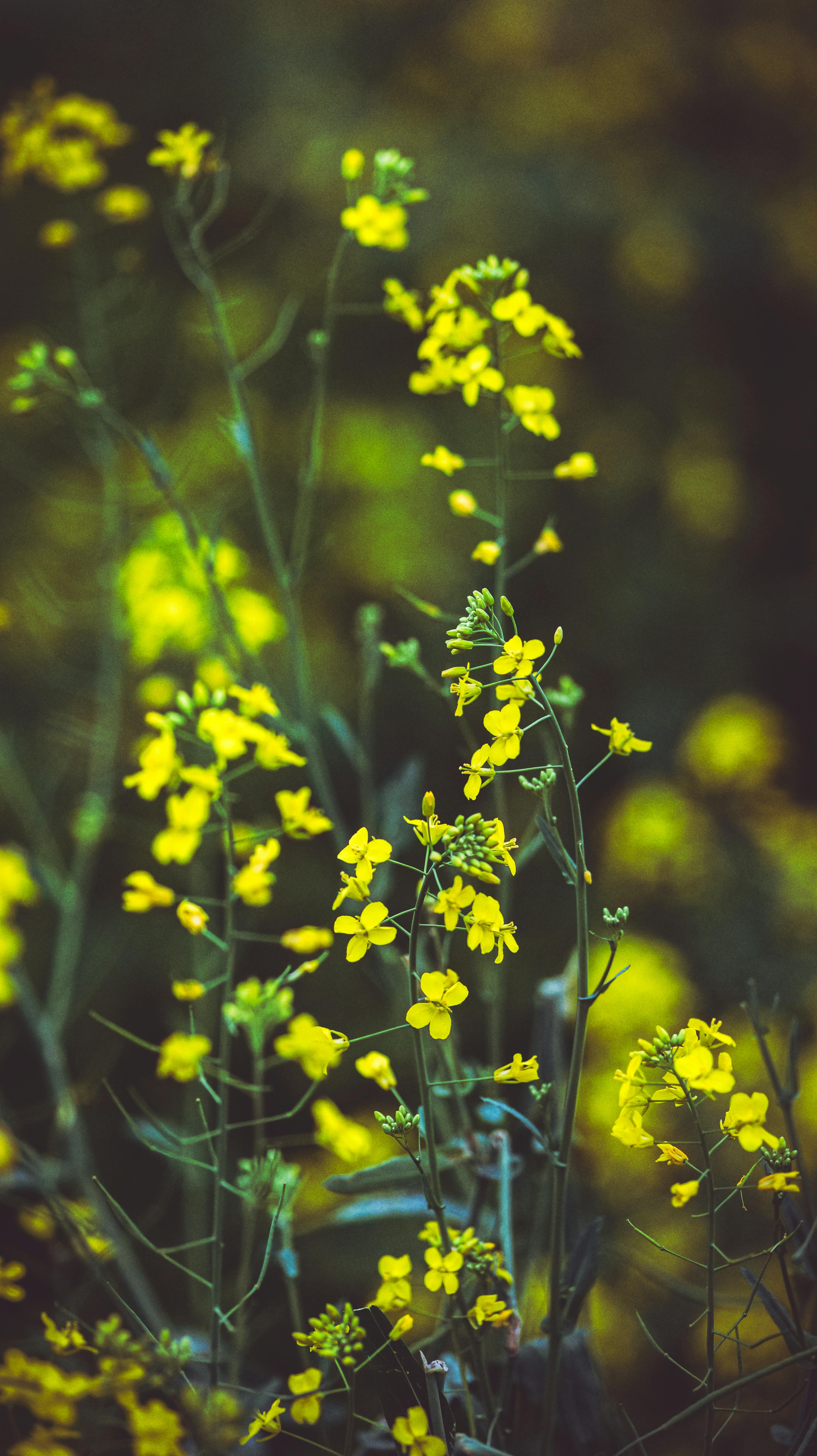 Vibrant yellow wildflowers blooming in a field, showcasing nature's beauty.