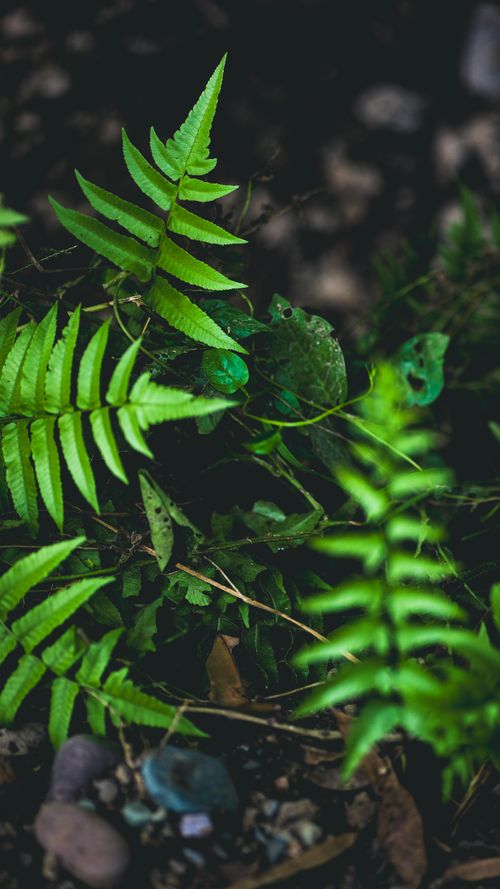 Free Close-up of lush green fern leaves in a forest setting, showcasing nature's intricate details. Stock Photo