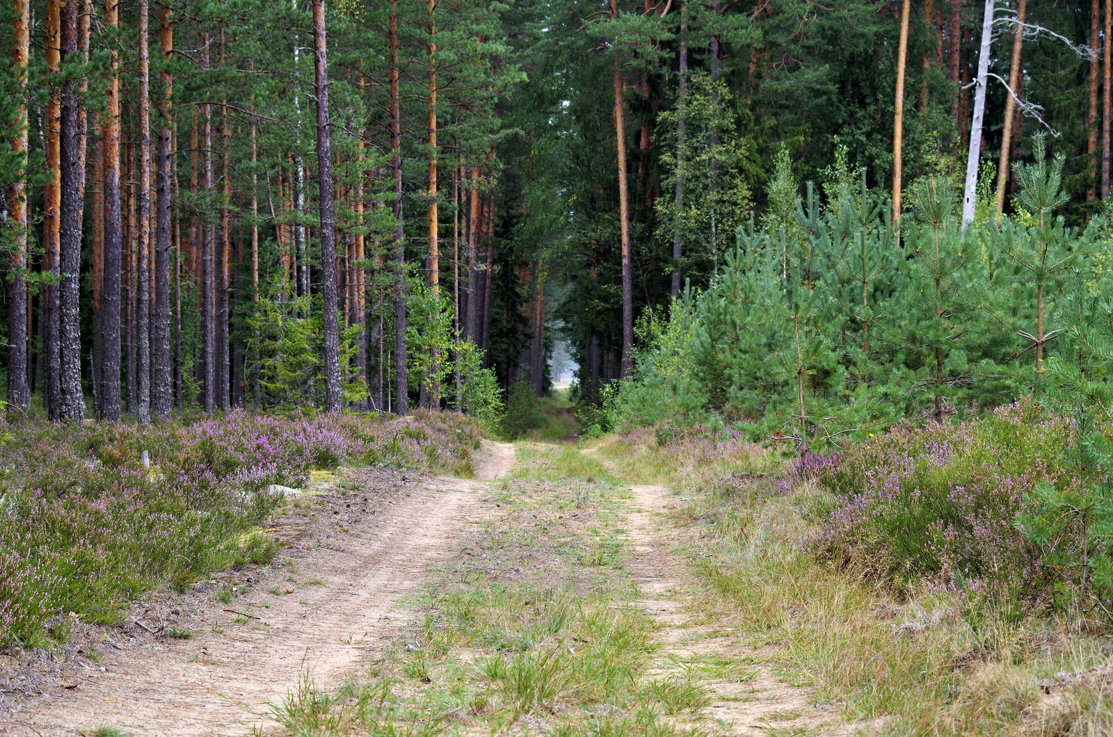 Wandelen doet u in de Hoge Kempen