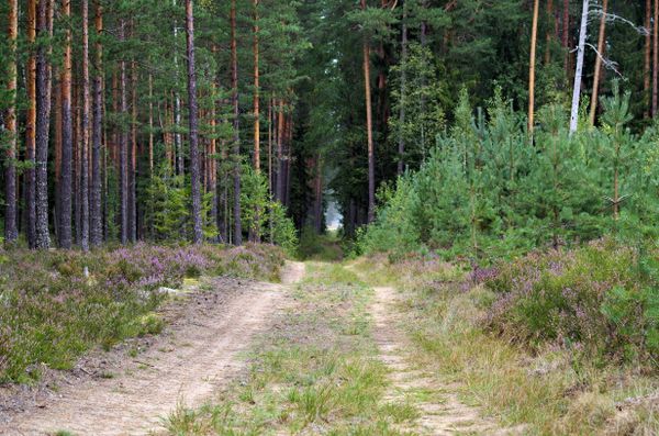 Forest road lined with tall pines — photo by Ivars on Pexels